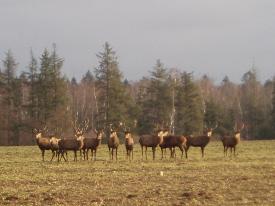 the 12 stags looking quietly at me.